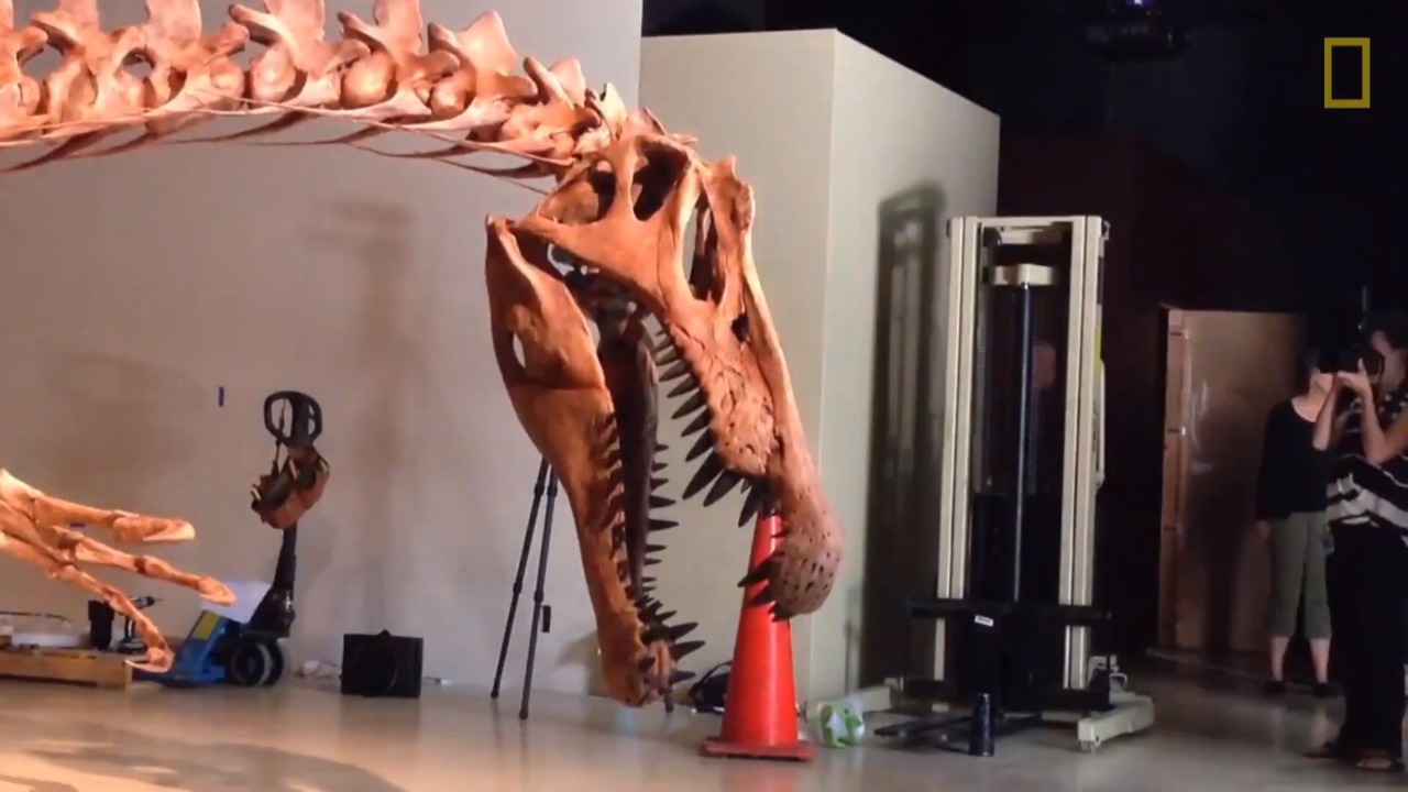 Spinosaurus Skeleton Assembly